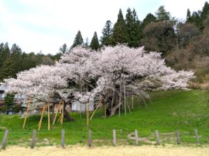 臥龍の桜