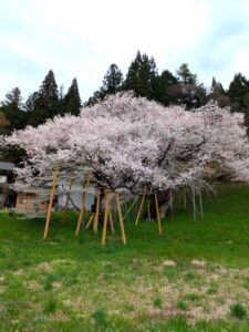 エドヒガンの臥龍桜