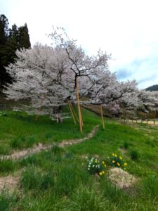 飛騨一之宮の臥龍桜