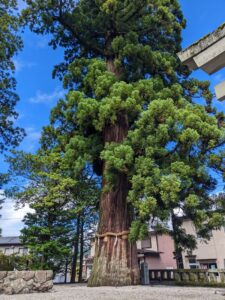 大きな1本杉
